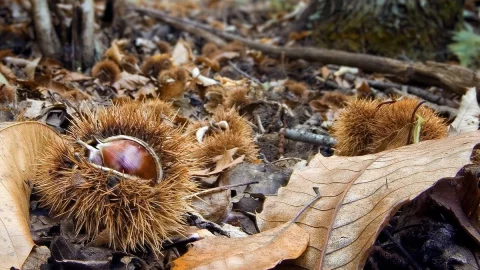 A vingança das castanhas: do pão dos pobres ao património ambiental e nutricional. A história de Linda Orlandini