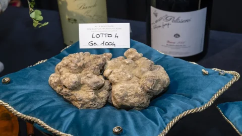 Asta del Tartufo bianco d’Alba: due trifole da un chilo aggiudicate a imprenditore di Hong Kong per 130.000 euro