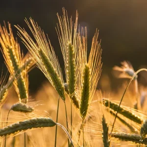 Il ritorno della Marzellina: un antico grano campano entra nei Presìdi Slow Food