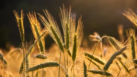 El regreso de Marzellina: un grano antiguo de Campania entra en los Baluartes de Slow Food