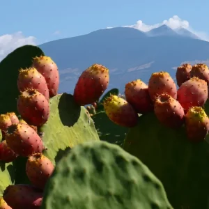 Etna PDO التين الشوكي: الفاكهة الصحية للمستقبل محمية الآن ومعززة من قبل اتحاد