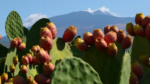 Etna PDO Dikenli Armut: geleceğin sağlıklı meyvesi artık bir Konsorsiyum tarafından korunuyor ve geliştiriliyor