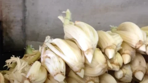 Cardo dulce de Cervia: el rey blanco del invierno que crece bajo la arena del mar y que también se come crudo