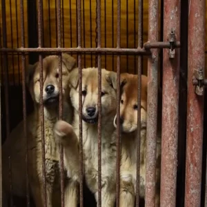 Korea Selatan: berhenti makan daging anjing, tradisi kuno berakhir