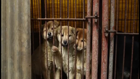 Corea del Sur: dejen de comer carne de perro, se acaba una antigua tradición