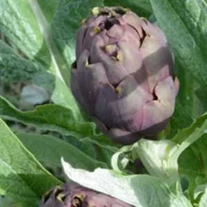 Montelupone artichoke، ایک محدود معیار کی پیداوار، بغیر کھاد اور ہارمونز کے، فراموشی سے محفوظ