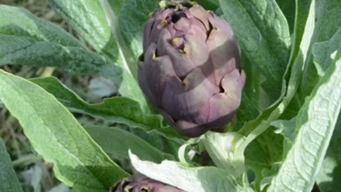 Artichoke Montelupone, produksi kualitas terbatas, tanpa pupuk dan hormon, terlindung dari kepunahan