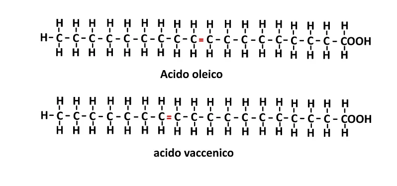 バクセニン酸とオレイン酸