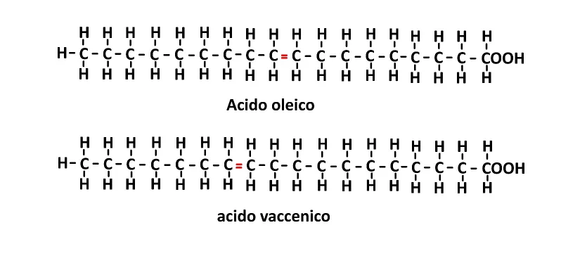 Vaccensäure und Ölsäure