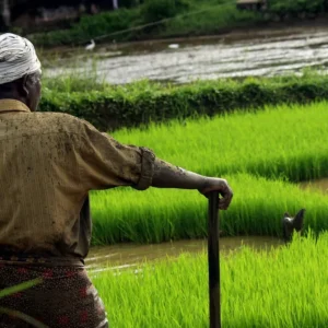 全球干草叉联合起来：农业界的反抗也在印度爆发，莫迪陷入困境