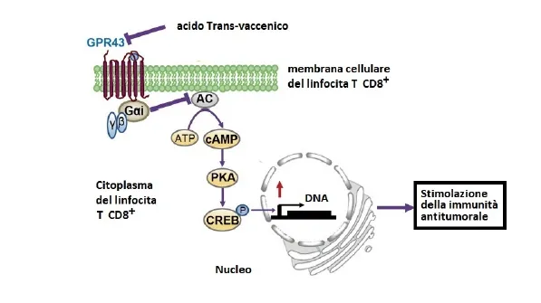 Come funziona l'acido trans-vaccenico