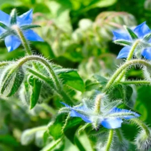 Borage, ramuan ajaib yang membuat suasana hati Anda baik... dan menghasilkan keajaiban di dapur