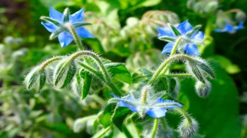 Borage, ramuan ajaib yang membuat suasana hati Anda baik... dan menghasilkan keajaiban di dapur