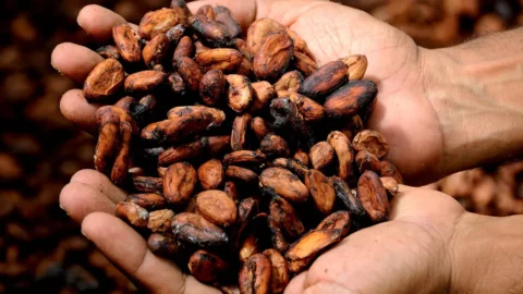 È il cacao la commodity più cara del 2024. E la colpa è del clima