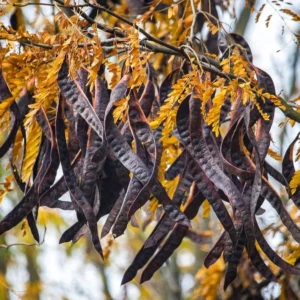 Carruba: Eski ve neredeyse unutulmuş bir meyvenin, glutensiz unun ve doğal tatlandırıcının yeniden keşfi