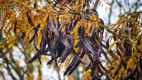 La Carruba: la riscoperta di un frutto antico e quasi dimenticato, farina priva di glutine e dolcificante naturale