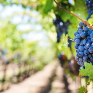 «Прими виноградник» с Ais Veneto: проект вина, солидарности и страсти