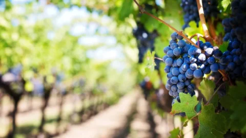 „Adoptieren Sie einen Weinberg“ mit Ais Veneto: ein Projekt voller Wein, Solidarität und Leidenschaft