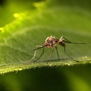 Alertă febrei dengue: ce este și poate ajunge cu adevărat din America Latină până în Italia?