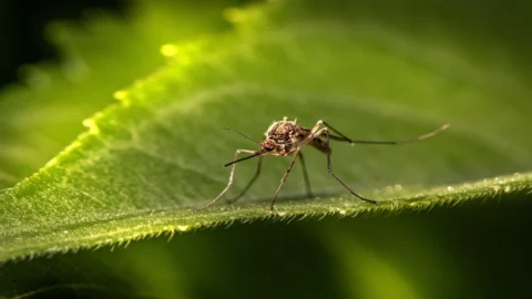 Alertă febrei dengue: ce este și poate ajunge cu adevărat din America Latină până în Italia?