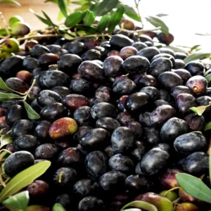 L'olive Aitana, gardienne des saveurs anciennes de la région de Caserta, un patrimoine de biodiversité