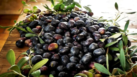 La aceituna Aitana, guardiana de los sabores ancestrales de la zona de Caserta, patrimonio de la biodiversidad