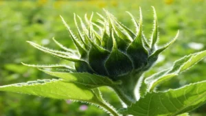 agricoltura biologica
