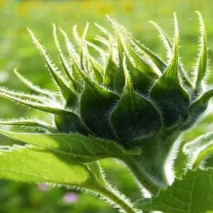 Cultura e Sostenibilità: tre giorni a Roma per raccontare le eccellenze agroalimentari da produzioni sostenibili