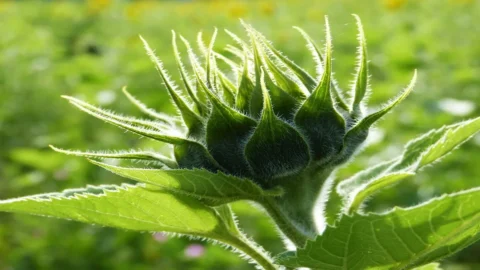 Cultura e Sostenibilità: tre giorni a Roma per raccontare le eccellenze agroalimentari da produzioni sostenibili