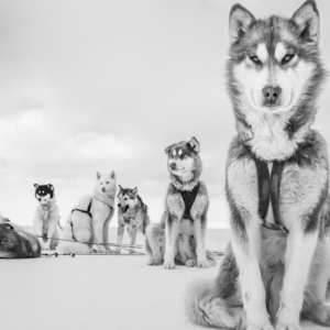 Gallerie d’Italia Torino di Intesa Sanpaolo: la prima retrospettiva in Europa dedicata alla fotografa Cristina Mittermeier