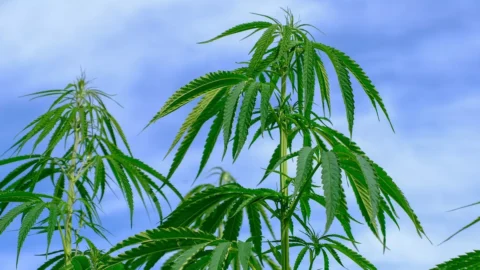 Cannabis, anche il Brasile la depenalizza per uso personale: è il Paese più popolato del mondo a farlo