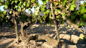 Vino di sabbia