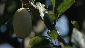 Pruna di Frati