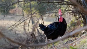 Pollo romagnolo