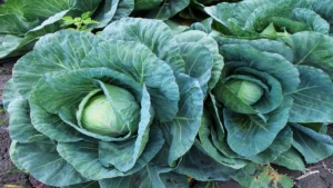 Cavolo