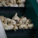 Aroma Terrae: il gusto autentico della Basilicata tra aglio di montagna e erbe aromatiche sostenibili