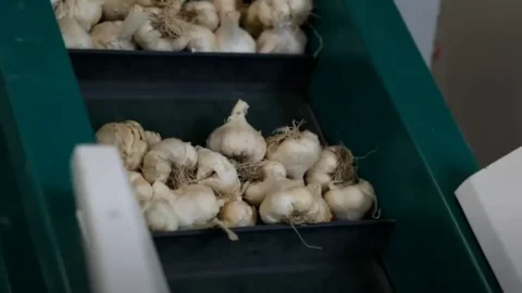 Aroma Terrae: il gusto autentico della Basilicata tra aglio di montagna e erbe aromatiche sostenibili