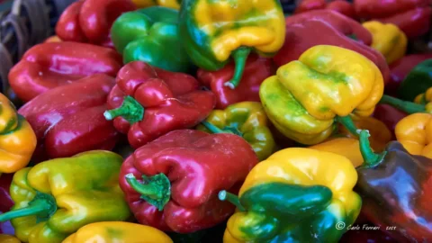 Grande festa a Carmagnola per il Peperone che porta il suo nome: mostre, showcooking e degustazioni