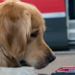 Trenitalia: cani gratis su Frecce e Intercity fino al 15 settembre. Regole e misure dei trasportini