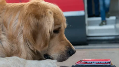 Trenitalia: cani gratis su Frecce e Intercity fino al 15 settembre. Regole e misure dei trasportini