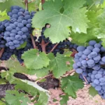 Gioielli enologici della Sardegna: due Vermentino e un Cannonau incoronati dalla guida on-line Vinodabere 2026