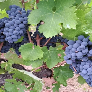 Gioielli enologici della Sardegna: due Vermentino e un Cannonau incoronati dalla guida on-line Vinodabere 2026