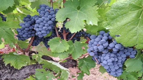 Gioielli enologici della Sardegna: due Vermentino e un Cannonau incoronati dalla guida on-line Vinodabere 2026