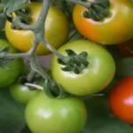 Il pomodorino Siccagno di Zagarise, saporito presidio Slow Food, coltivato senza acqua, non richiede condimento e si conserva a lungo