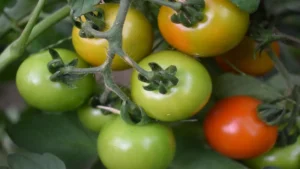 Pomodorino Siccagnu
