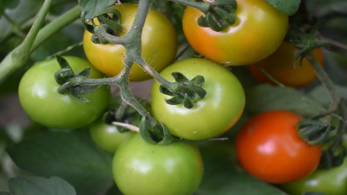 Pomodorino Siccagnu