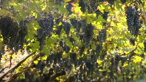 Enantio a piede franco: un vitigno sopravvissuto alla fillossera e alle mode del mercato