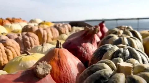Labu Piozzo Menjadi Presidium Slow Food: Rekor Pengunjung Pameran 2025