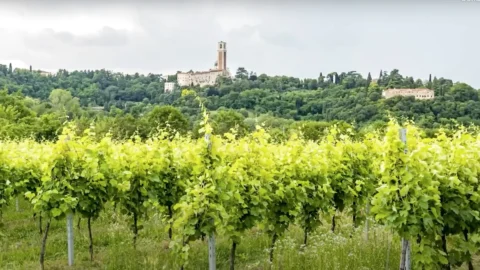 Recioto, spesifikasi baru untuk anggur Valpolicella yang bersejarah, Slow Food Presidium (yang pertama untuk DOCG).