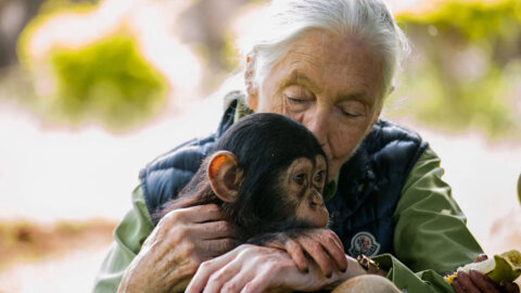 Addio a Jane Goodall, leggenda della natura e degli animali